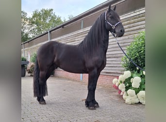 Frisones, Caballo castrado, 5 años, 158 cm, Negro