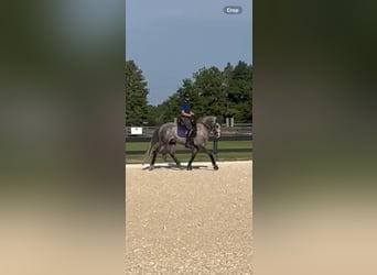 Frisones, Caballo castrado, 5 años, 158 cm, Tordo