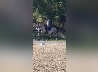 Frisones, Caballo castrado, 5 años, 158 cm, Tordo