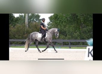 Frisones, Caballo castrado, 5 años, 158 cm, Tordo
