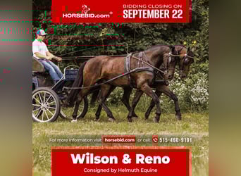 Frisones Mestizo, Caballo castrado, 5 años, 160 cm, Castaño rojizo