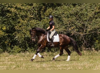 Frisones Mestizo, Caballo castrado, 5 años, 160 cm, Castaño rojizo