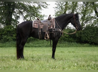 Frisones, Caballo castrado, 5 años, 160 cm, Negro