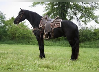 Frisones, Caballo castrado, 5 años, 160 cm, Negro