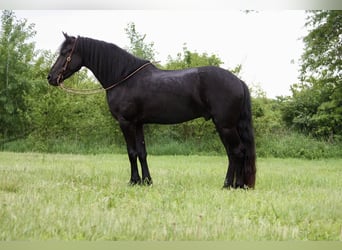 Frisones, Caballo castrado, 5 años, 160 cm, Negro