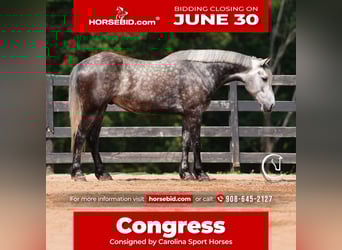 Frisones Mestizo, Caballo castrado, 5 años, 160 cm, Tordo