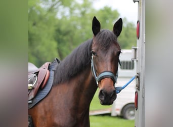 Frisones, Caballo castrado, 5 años, 163 cm, Castaño oscuro