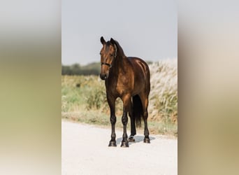 Frisones, Caballo castrado, 5 años, 163 cm, Castaño rojizo