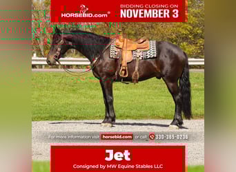 Frisones, Caballo castrado, 5 años, 163 cm, Castaño rojizo