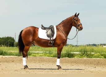 Frisones Mestizo, Caballo castrado, 5 años, 163 cm, Castaño rojizo