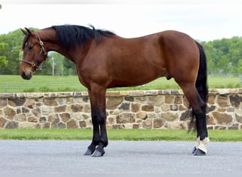Frisones Mestizo, Caballo castrado, 5 años, 163 cm, Castaño rojizo