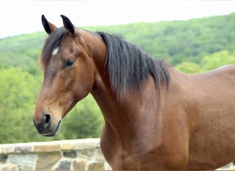 Frisones Mestizo, Caballo castrado, 5 años, 163 cm, Castaño rojizo