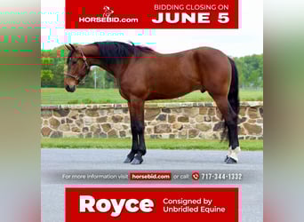 Frisones Mestizo, Caballo castrado, 5 años, 163 cm, Castaño rojizo