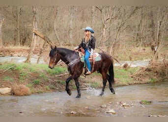 Frisones, Caballo castrado, 5 años, 163 cm, Castaño rojizo