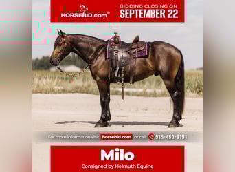 Frisones Mestizo, Caballo castrado, 5 años, 163 cm, Castaño rojizo