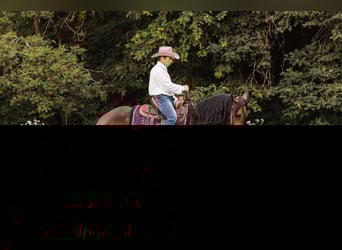 Frisones Mestizo, Caballo castrado, 5 años, 163 cm, Castaño rojizo