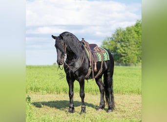 Frisones, Caballo castrado, 5 años, 163 cm, Negro