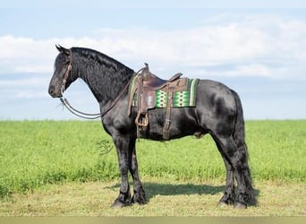 Frisones, Caballo castrado, 5 años, 163 cm, Negro