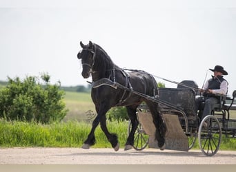 Frisones, Caballo castrado, 5 años, 163 cm, Negro