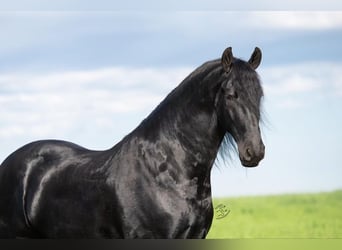 Frisones, Caballo castrado, 5 años, 163 cm, Negro