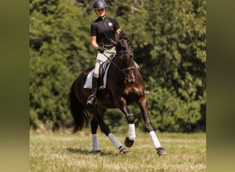 Frisones Mestizo, Caballo castrado, 5 años, 163 cm, Negro