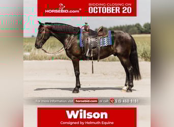 Frisones Mestizo, Caballo castrado, 5 años, 163 cm, Negro