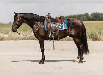 Frisones Mestizo, Caballo castrado, 5 años, 163 cm, Negro