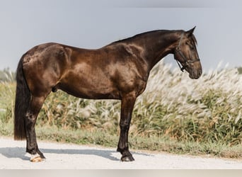 Frisones Mestizo, Caballo castrado, 5 años, 163 cm, Negro