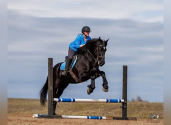 Frisones Mestizo, Caballo castrado, 5 años, 163 cm, Negro