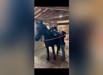 Frisones, Caballo castrado, 5 años, 163 cm, Negro