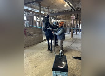 Frisones, Caballo castrado, 5 años, 163 cm, Negro