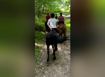 Frisones, Caballo castrado, 5 años, 163 cm, Negro