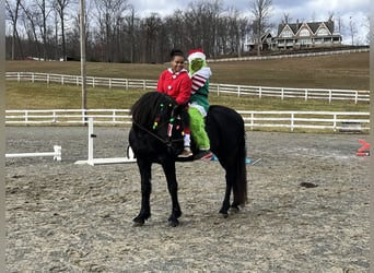 Frisones, Caballo castrado, 5 años, 163 cm, Negro