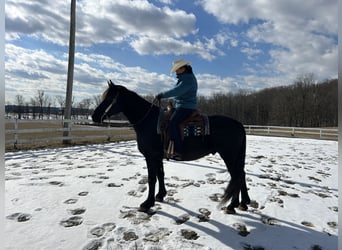 Frisones, Caballo castrado, 5 años, 163 cm, Negro