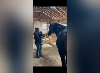 Frisones, Caballo castrado, 5 años, 163 cm, Negro