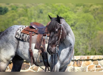 Frisones Mestizo, Caballo castrado, 5 años, 163 cm, Ruano azulado