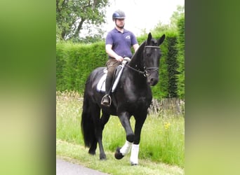 Frisones Mestizo, Caballo castrado, 5 años, 164 cm, Negro