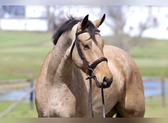 Frisones Mestizo, Caballo castrado, 5 años, 165 cm, Buckskin/Bayo