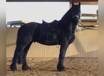 Frisones, Caballo castrado, 5 años, 165 cm, Negro