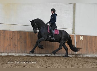 Frisones, Caballo castrado, 5 años, 165 cm, Negro