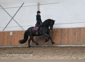 Frisones, Caballo castrado, 5 años, 165 cm, Negro