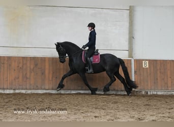 Frisones, Caballo castrado, 5 años, 165 cm, Negro