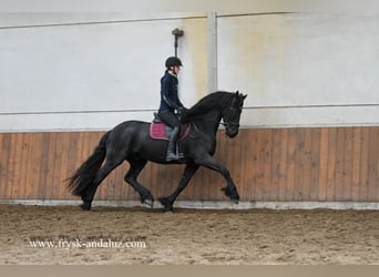 Frisones, Caballo castrado, 5 años, 165 cm, Negro