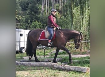 Frisones, Caballo castrado, 5 años, 165 cm, Negro