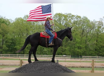 Frisones, Caballo castrado, 5 años, 165 cm, Negro