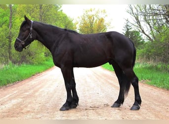 Frisones, Caballo castrado, 5 años, 165 cm, Negro