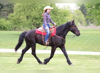 Frisones, Caballo castrado, 5 años, 165 cm, Negro