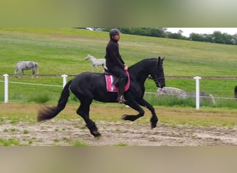 Frisones, Caballo castrado, 5 años, 166 cm, Negro