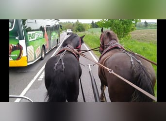 Frisones, Caballo castrado, 5 años, 166 cm, Negro