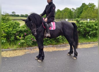 Frisones, Caballo castrado, 5 años, 166 cm, Negro